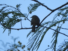 Phyllomyias sclateri