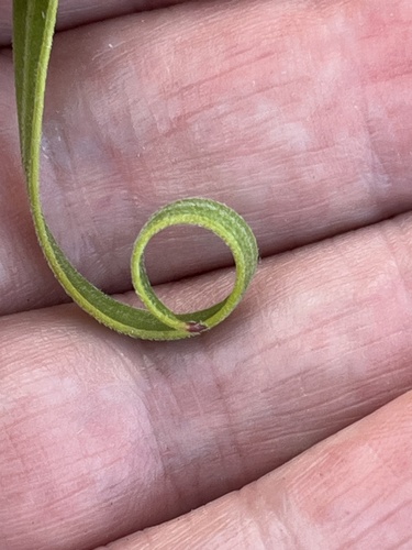 Conospermum capitatum (Conospermum capitatum)