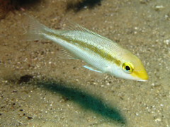 Lethrinus variegatus