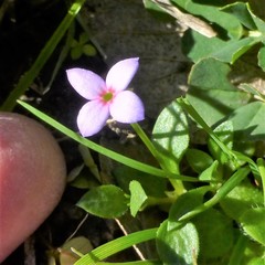 Houstonia pusilla