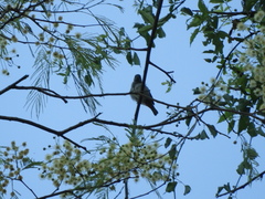 Conirostrum speciosum