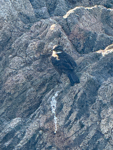 Chilean Seaside Cinclodes (Cinclodes nigrofumosus)