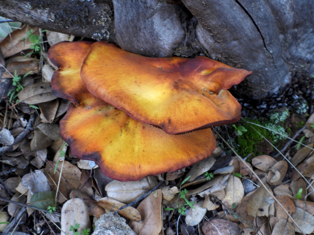 Omphalotus olivascens · January 2026 · photo: © louisiv826 (iNaturalist, cc-by)