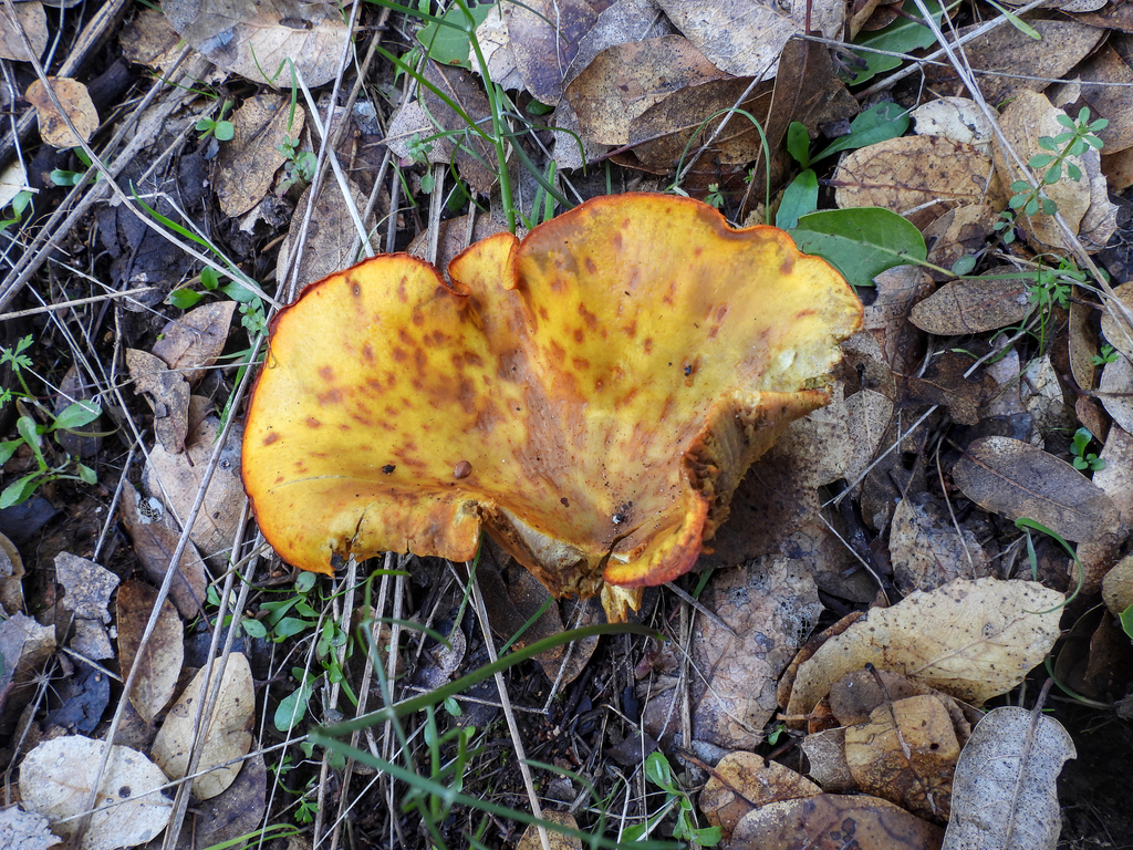 Omphalotus olivascens · January 2026 · photo: © louisiv826 (iNaturalist, cc-by)