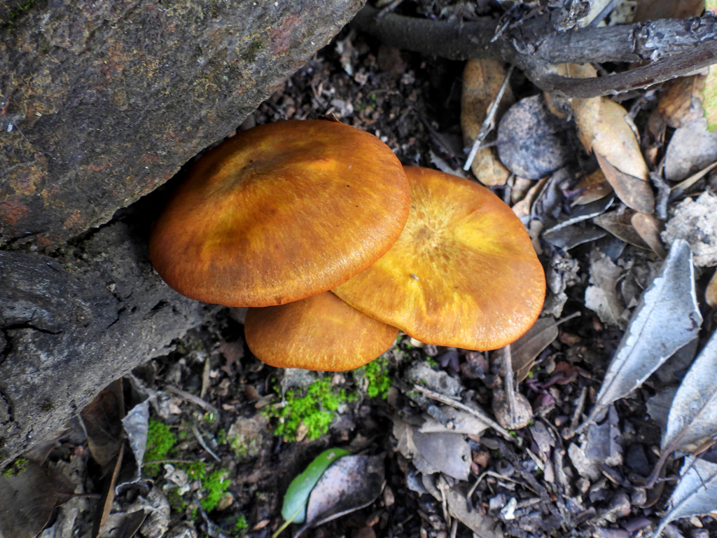 Omphalotus olivascens · January 2026 · photo: © louisiv826 (iNaturalist, cc-by)