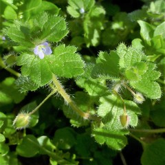 Veronica hederifolia