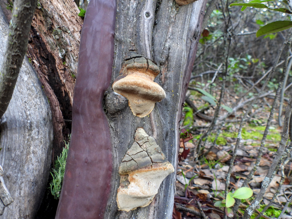 Phellinus arctostaphyli · January 2026 · photo: © louisiv826 (iNaturalist, cc-by)