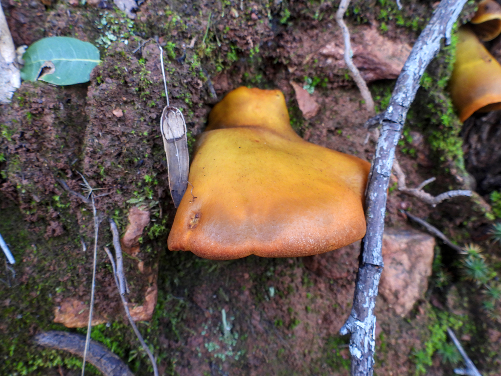Omphalotus olivascens · January 2026 · photo: © louisiv826 (iNaturalist, cc-by)