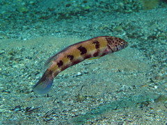 Eupetrichthys angustipes