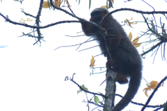 Plecturocebus discolor