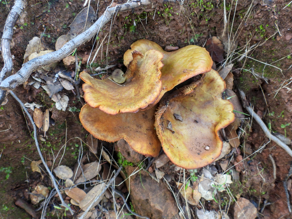 Omphalotus olivascens · January 2026 · photo: © louisiv826 (iNaturalist, cc-by)