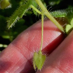 Veronica hederifolia