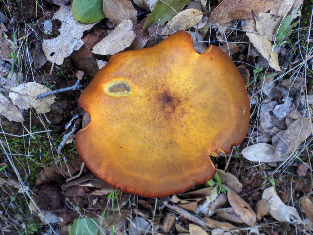 Omphalotus olivascens · January 2026 · photo: © louisiv826 (iNaturalist, cc-by)