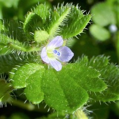 Veronica hederifolia