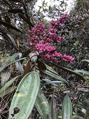 Miconia biappendiculata