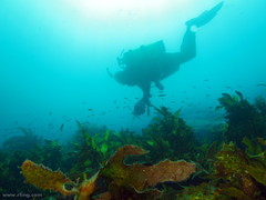 Trachinops taeniatus