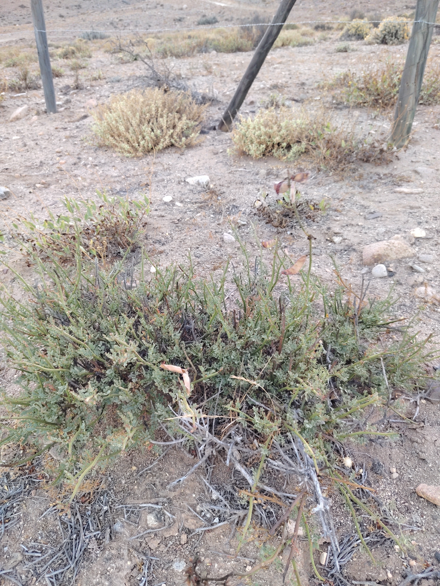 Erythrostemon angulatus