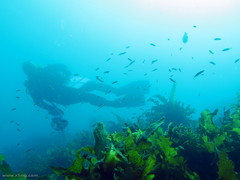 Trachinops taeniatus