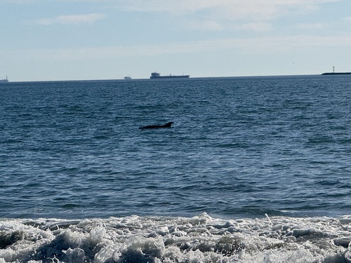Common Bottlenose Dolphin observed by brookehenry