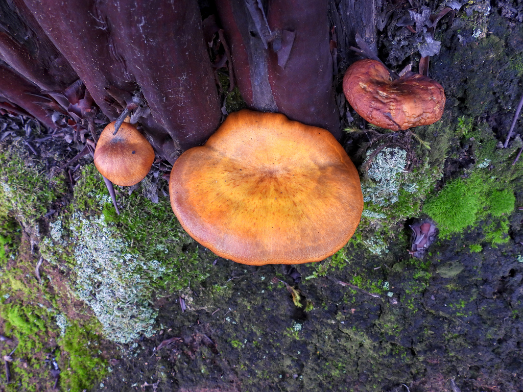 Omphalotus olivascens · January 2026 · photo: © louisiv826 (iNaturalist, cc-by)