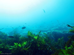 Trachinops taeniatus