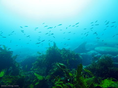 Trachinops taeniatus