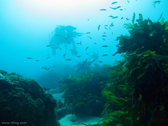 Trachinops taeniatus