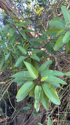 iNaturalist observation photo of laurel sumac
