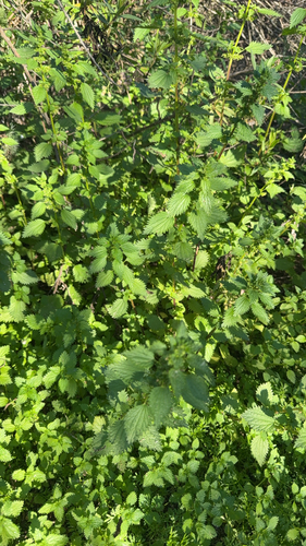 iNaturalist observation photo of Dwarf Nettle