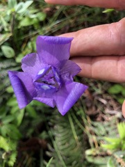 Ennealophus foliosus