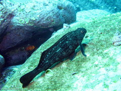 Aplodactylus lophodon