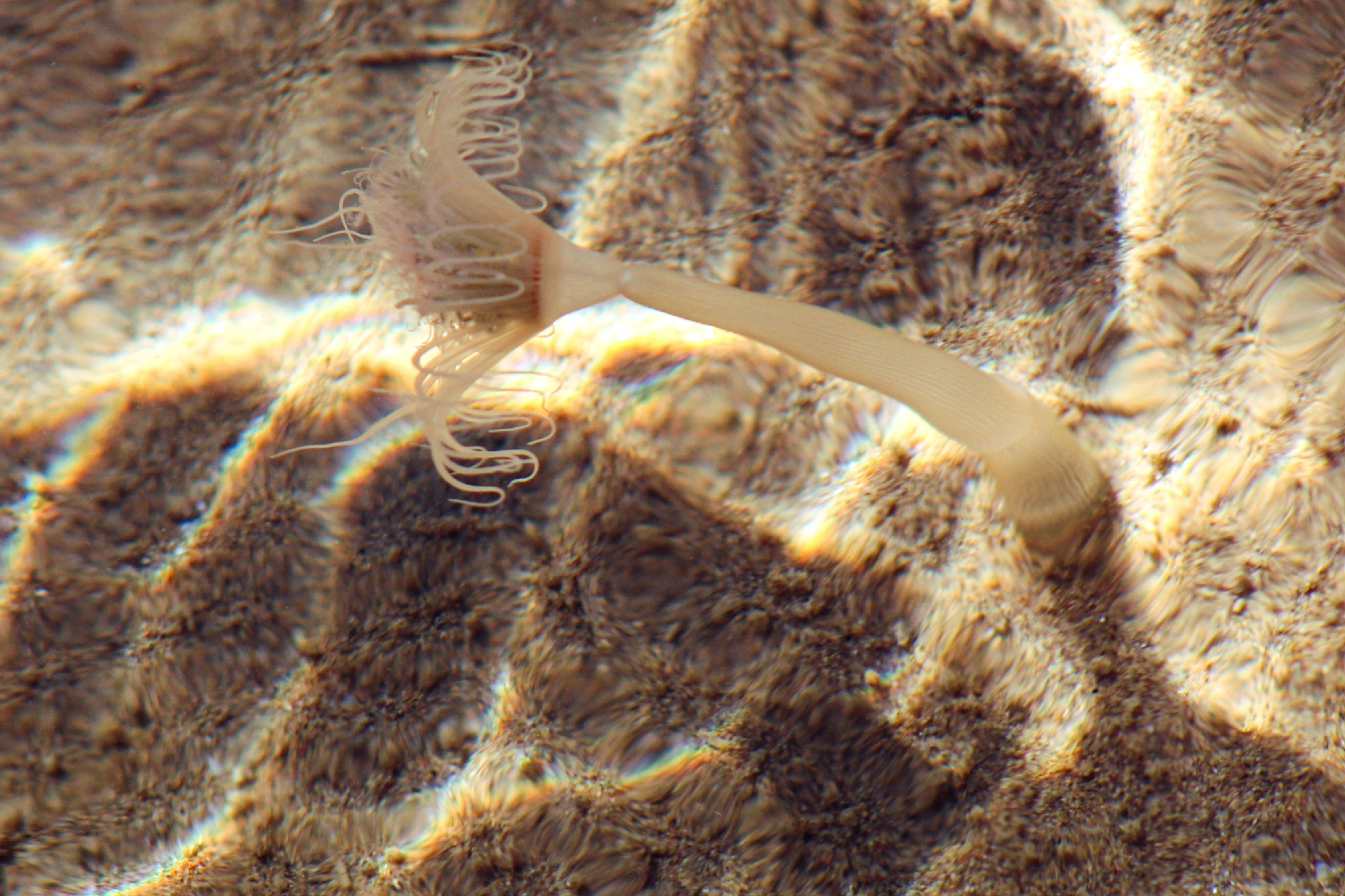 Corymorpha palma Torrey, 1902