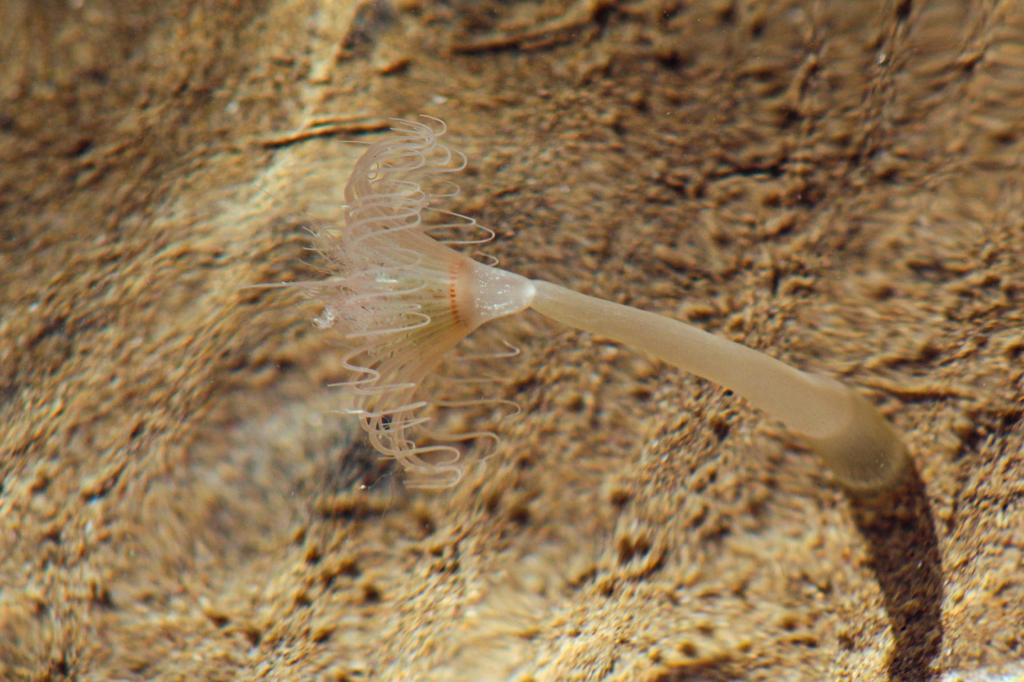 Corymorpha palma Torrey, 1902