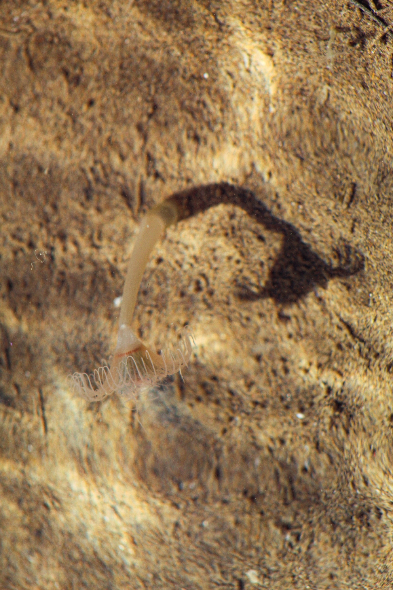 Corymorpha palma Torrey, 1902