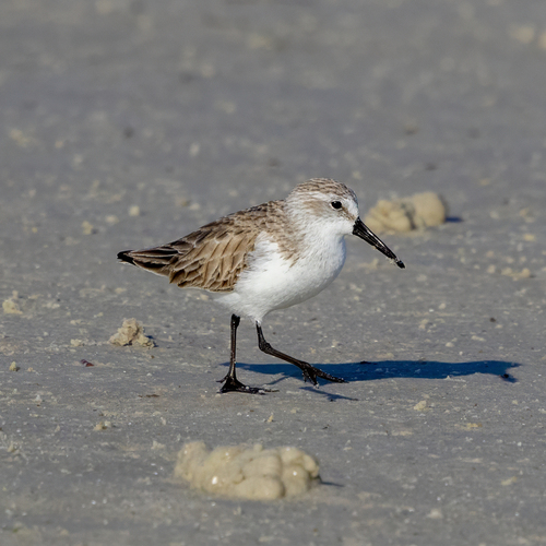 Western Sandpiper (Calidris mauri), photo 5