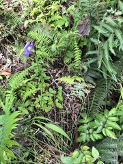 Ennealophus foliosus