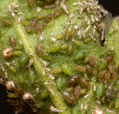 Myzus persicae