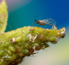 Myzus persicae