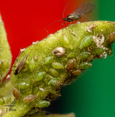 Myzus persicae