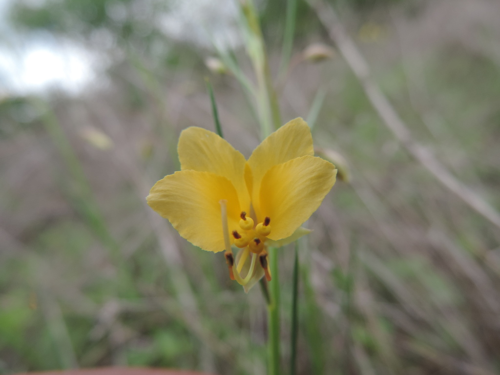 Physostemon