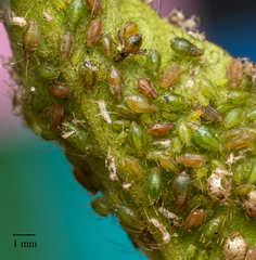 Myzus persicae