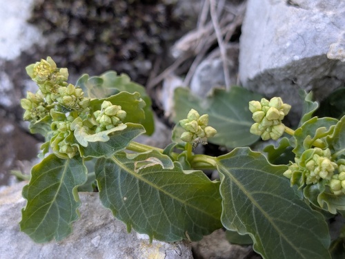 Mercurialis huetii (Mercurialis huetii)
