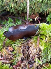 Pseudoplectania vogesiaca