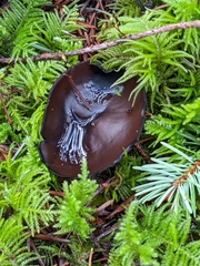 Pseudoplectania vogesiaca