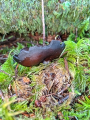 Pseudoplectania vogesiaca