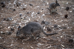 Notamacropus eugenii