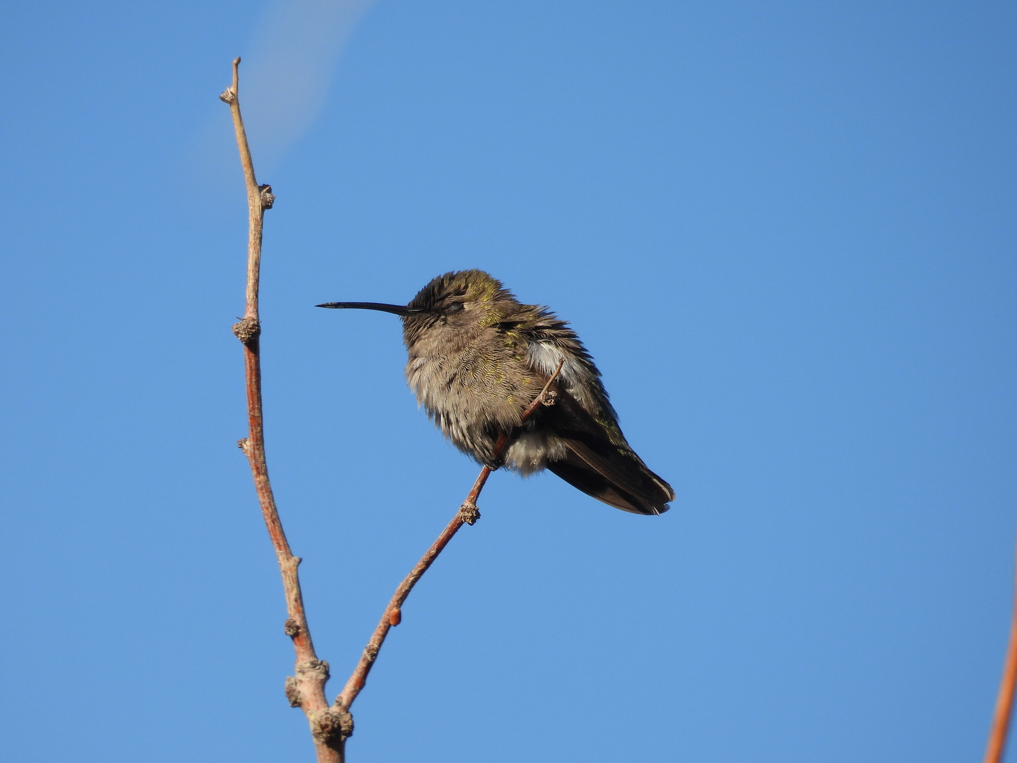 Costa's Hummingbird (Calypte costae), photo 5