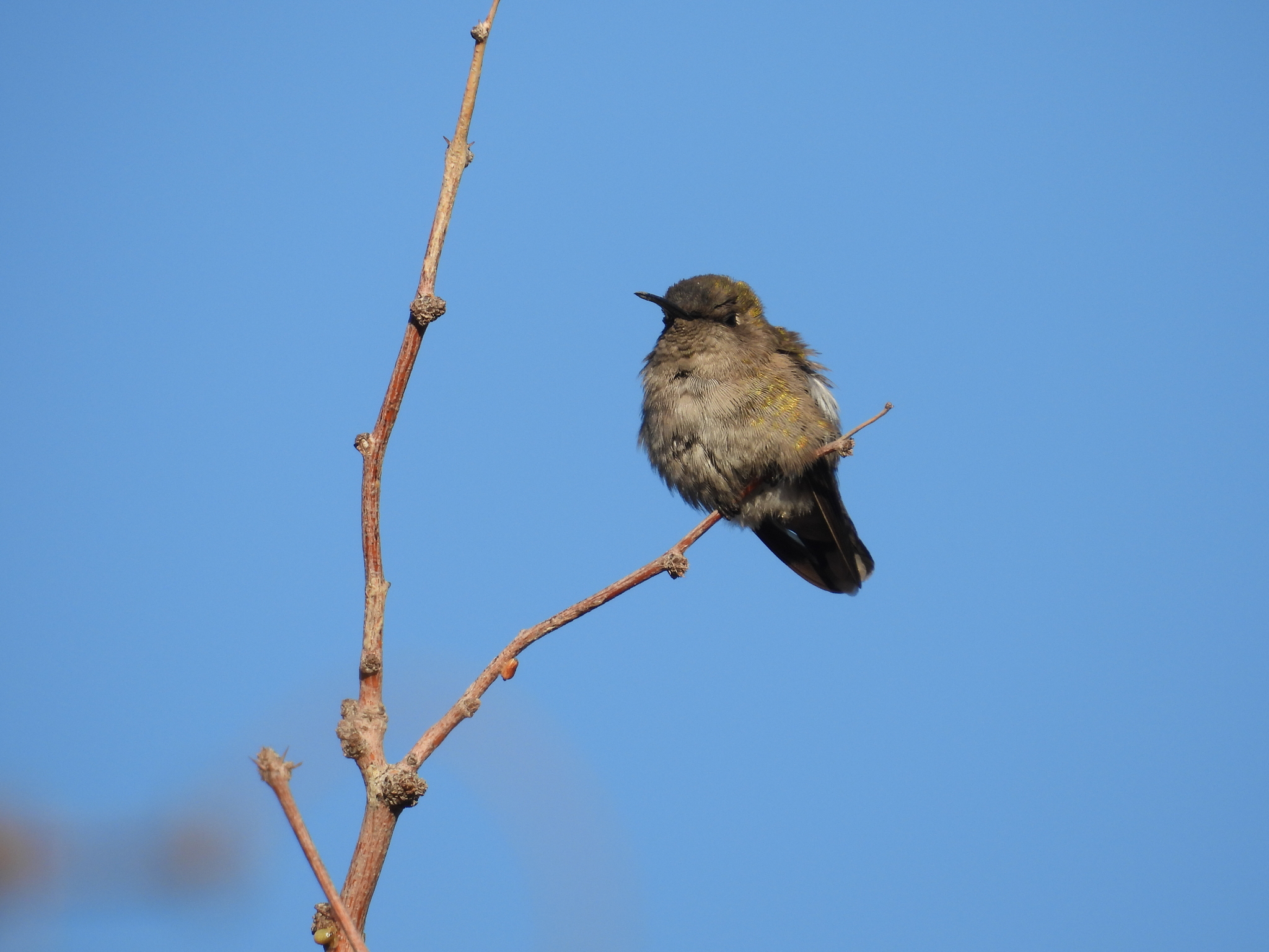 Costa's Hummingbird (Calypte costae), photo 6