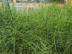 Equisetum × schaffneri