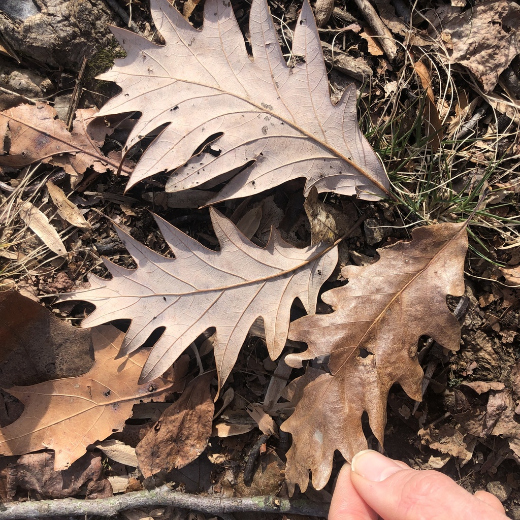 Quercus × saulii; photograph (c) Andrew Conboy, some rights reserved (CC BY)